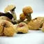 Order Magic Mushrooms Online